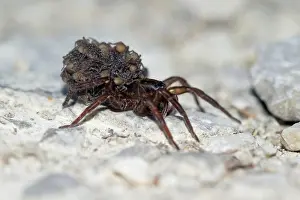 Trochosa: Female wolf spider (Arctosa, Trochosa, Alopecosa)