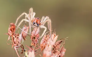 Dangerous: Female of Yellow Sac Spider (Cheiracanthium punctorium) on the top of unknown dry plant