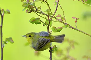 Petechia: Female Yellow Warbler