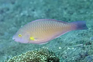 Retreat: Female Yellowfin Parrotfish Nudi Retreat dive site