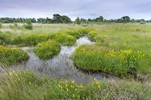 Beerzerveld: Fen with Bog Asphodel (Narthecium ossifragum) a