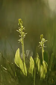 Gxf6taland: Fen Orchid