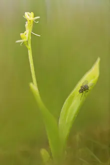 Horsduinen: Fen Orchid