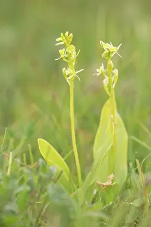 Temp: Fen Orchid