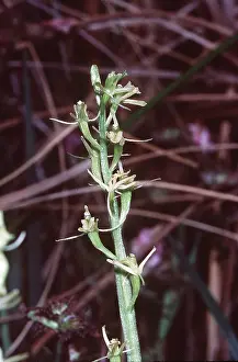 Orchids: FEN ORCHID