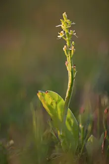 Nationaal: Fen Orchid