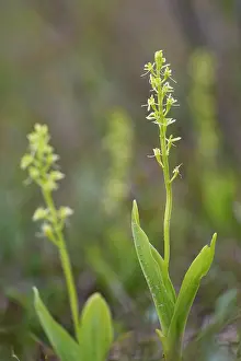 Staatsbosbeheer: Fen Orchid