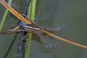 Dolomedes: Fen Raft Spider - Endangered Species