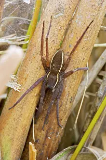 Dolomedes: Fen Raft Spider - Endangered Species