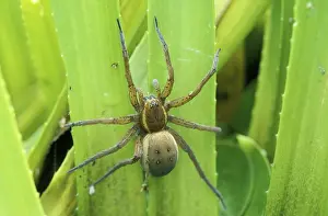 Dolomedes: Fen raft SPIDER - female guarding the nest on Water