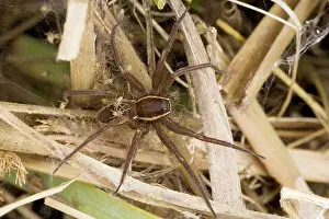 Dolomedes: Fen Raft Spider - Mother guarding babies in nursery web