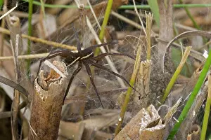 Dolomedes: Fen Raft Spider - Mother guarding nursery web -