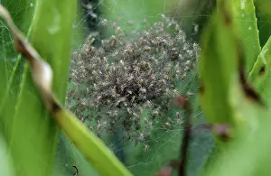 Cobwebs: Fen raft SPIDERS - maternity web, nest with juveniles