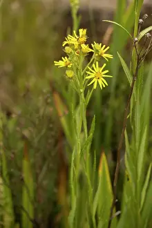 Senecio: Fen ragwort