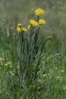 Peat: Fen Ragwort (Jacobaea paludosa), Flowers group near