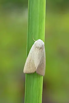 Wainscot: Fen Wainscot Moth