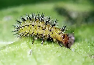 Argus: Fence Beet Ladybird (Henosepilachna argus), larva