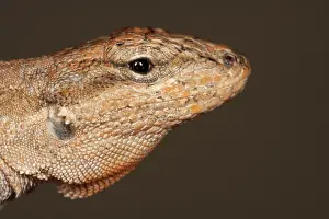 Sceloporus: Fence Lizard