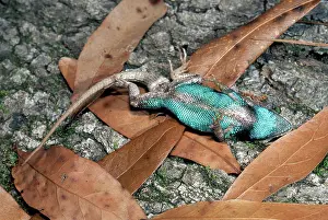 Abdomen: Fence Lizard