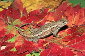 Undulatus: Fence Lizard
