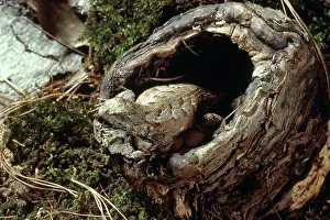 Undulatus: Fence Lizard at Nest