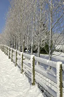 Populus: Fence and poplars in snow