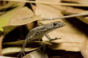 Scincidae: Fence or wall lizard