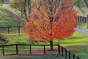 Kentucky: Fences and red maple tree in autumn, near