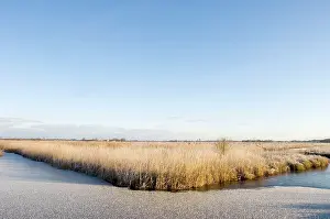 Fenland: Fenland - Wetland with rimed reed