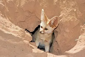 Lair: Fennec fox (Canis zerdus) looking out of his burrow