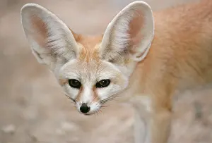 Zerda: FENNEC FOX - close-up of head, facing camera