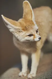 Zerda: Fennec fox, or fennec (Vulpes zerda), captive, Hawaii