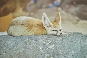 Relax: Fennec fox, or fennec (Vulpes zerda) captive, Hawaii
