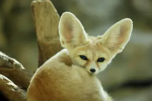 300517: Fennec Fox (Fennecus zerda)