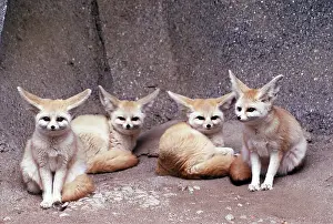 Ears: Fennec Fox - four, sitting