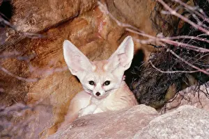 Zerda: FENNEC FOX - peering over rock