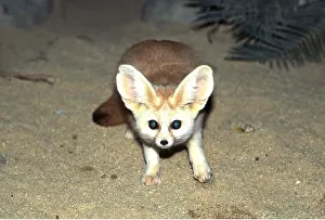 Startled: FENNEC FOX - startled fox caught in flashlight