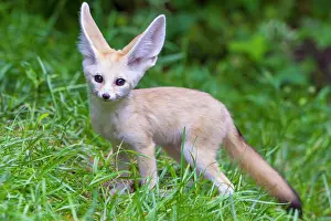 Zerda: Fennec fox (Vulpes zerda), young animal, captive