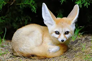 Zerda: Fennec fox (Vulpes zerda), young animal, captive