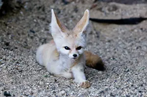 Zerda: Fennec Fox (Vulpus zerda) captive, UK