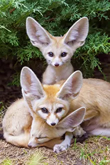 Zerda: Fennec foxes (Vulpes zerda), two young animals