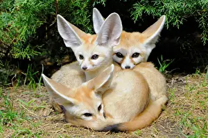 Cuddle: Fennec foxes (Vulpes zerda), three young animals