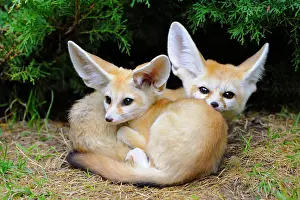 Cuddle: Fennec foxes (Vulpes zerda), two young animals