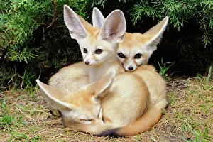 Cuddle: Fennec foxes (Vulpes zerda), three young animals