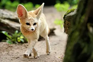 Zerda: Fennek, Fennec fox (Vulpes zerda), running, captive