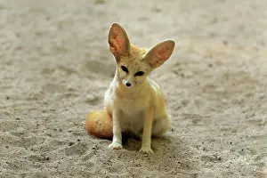 Zerda: Fennek, fennec fox (Vulpes zerda), adult, captive