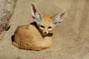 Zerda: Fennek, fennec fox (Vulpes zerda), adult, captive