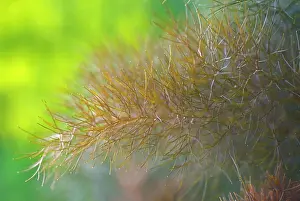 Foeniculum: Fennel