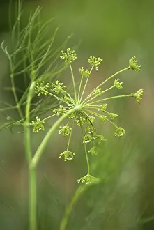 Foeniculum: Fennel