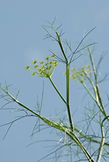 Parched: Fennel